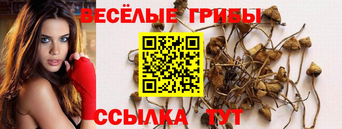 Галлюциногенные грибы Psilocybe Саяногорск